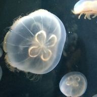 ◊yu◊さんのアイコン画像