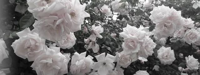 りのんさんの壁紙画像