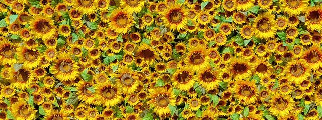 mikoさんの壁紙画像