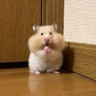 ろろさんのアイコン画像