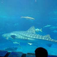 ゆたさん(´⊙ω⊙`)さんのアイコン画像