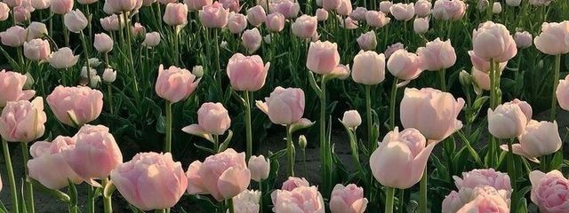 ねぎと.ᐟ.ᐟさんの壁紙画像