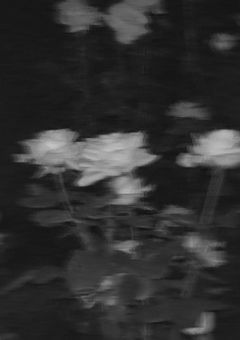 ▫  観測番号：H - ██