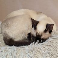 蒲焼さん太郎さんのアイコン画像