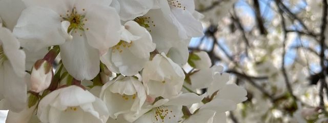 すーちゃんさんの壁紙画像