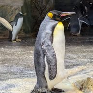 純-ITO-さんのアイコン画像