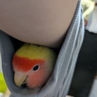 ふくふくさんのアイコン画像