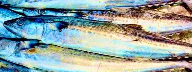 鰆谷/錠之内秘@つづみぐささんとペア画中さんの壁紙画像