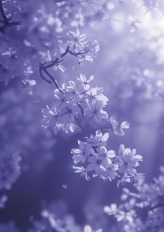 　花の欠片に恋をした  /  knmc