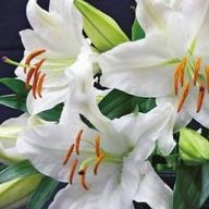 お菊ﾁｬﾝさんのアイコン画像