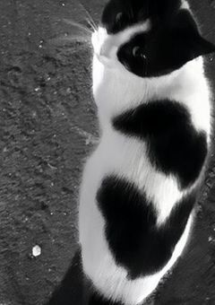 飼 い 猫 が 人 間 に な っ た 件 。