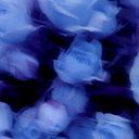 ｱ ﾏ ﾂ ｶ (ﾇｼ)