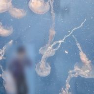 しにく。さんのアイコン画像