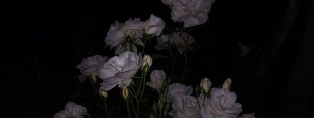 나비さんの壁紙画像