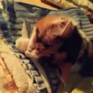 SaRingoさんのアイコン画像