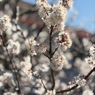 mico 🐑🧩 さんのアイコン画像