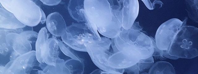 夜月 琉羅さんの壁紙画像