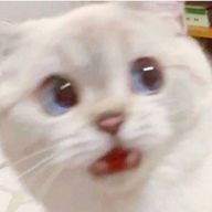 ねこぜ🐺@出戻りさんのアイコン画像