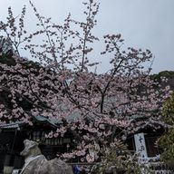 桜さんのアイコン画像