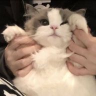 𝕄𝕆𝕆ℕℝ𝕆𝕊𝔼さんのアイコン画像