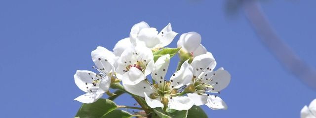 ラ・フランス🍐さんの壁紙画像