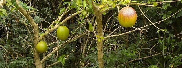 聖空　休憩中さんの壁紙画像