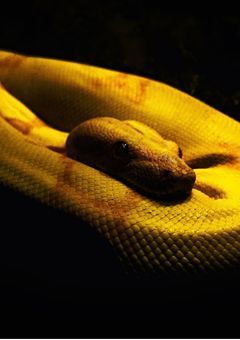 Vipera