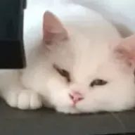 まこさんのアイコン画像