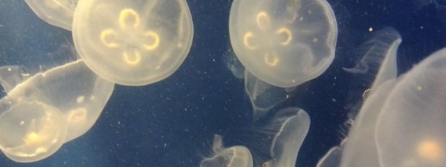 ふうせさんの壁紙画像