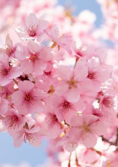 雪男の桃色くんはみんなから愛されているようで...