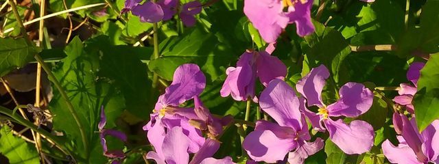 明日香実莱さんの壁紙画像