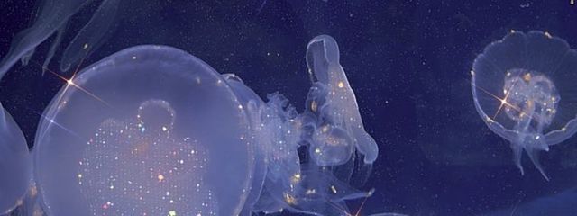 seaさんの壁紙画像
