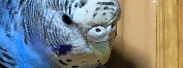 インコさんの壁紙画像