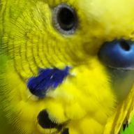 インコさんのアイコン画像