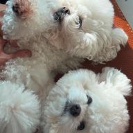 まろん さんのアイコン画像