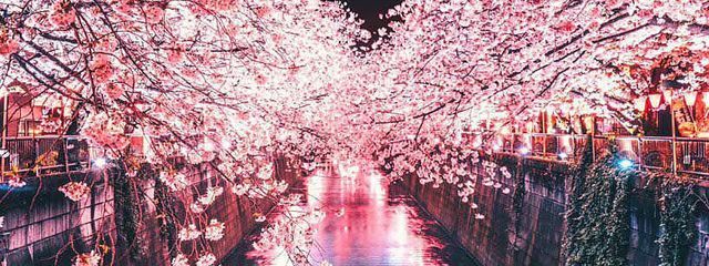 夜桜。.*🌙🌸さんの壁紙画像