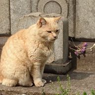 ncemtjさんのアイコン画像
