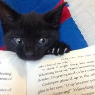 水色の猫🐈‍⬛🩵さんのアイコン画像