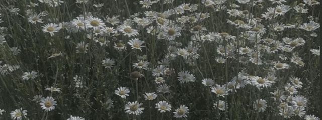 Ririka.さんの壁紙画像