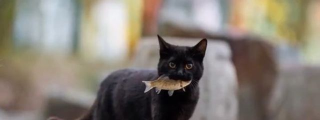 なめたけさんの壁紙画像