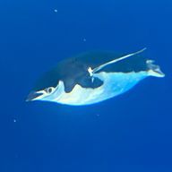 雑食さんのアイコン画像