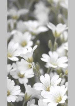 【二次創作用- 花札の切り札-】