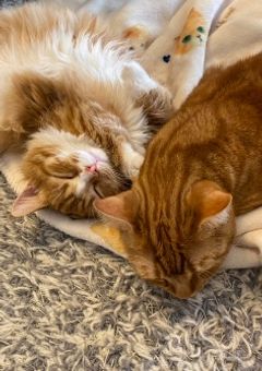 猫に甘々な私の彼氏