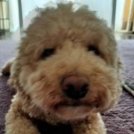 🐶💕さんのアイコン画像