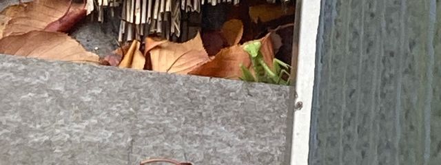 待宵要@通りすがりの異常性癖さんの壁紙画像