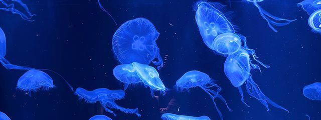 小玉佐倉さんの壁紙画像