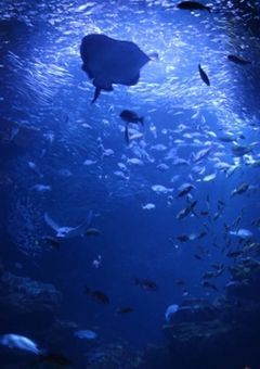 aquarium dream所属ライバーさん会議室─🪼🐬🫧