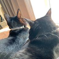 神崎りりあ🌸🌺さんのアイコン画像