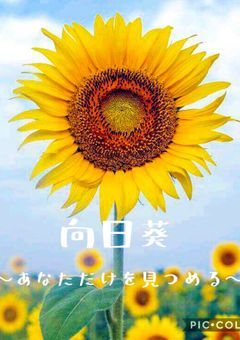 向日葵〜あなただけを見つめる〜