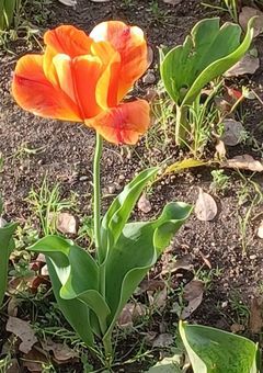 愛されたぶりっ子の妹と愛されなかった猫舌の私